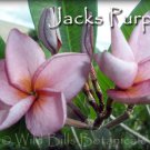 Rare~Jacks Purple~ 2 tip Thai Plumeria Frangipani cutting Exotic fragrant