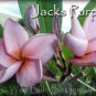 Rare~Jacks Purple~ 2 tip Thai Plumeria Frangipani cutting Exotic fragrant