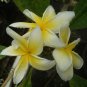 SALE *Heidi Gold* Rare and Exotic Plumeria Frangipani cutting