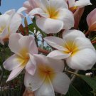 SALE (save $3) Plumeria frangipani "Lillianne" cutting + BONUS rare & exotic
