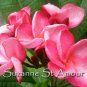 SALE (save $3) Very Rare & Exotic Suzanne St Amour Plumeria Frangipani cutting