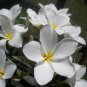 SALE (save $2) Rare & Exotic! *Palm Beach White* Plumeria frangipani Cutting