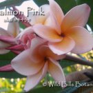 SALE (save $3) Rare Fragrant Thai *Salmon Pink* Plumeria frangipani cutting