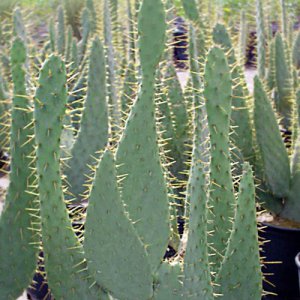 Cow's Tongue Prickly Pear Cactus