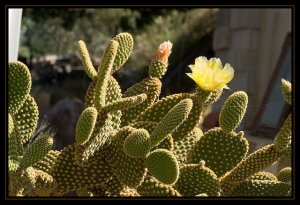 Bunny Ear Cactus - Golden Color Variety