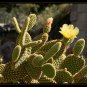 Bunny Ear Cactus - Golden Color Variety
