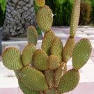 Bunny Ear Cactus - Cinnamon Color Variety