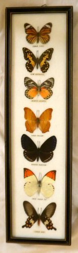 Framed Butterflies - Seven Asian Butterflies
