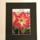 Matted Print - 8x10 - Flower - Amaryllis
