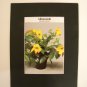 Matted Print - 8x10 - Flower - Allamanda