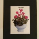 Matted Print - 8x10 - Flower - Persian Cyclamen