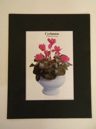 Matted Print - 8x10 - Flower - Persian Cyclamen