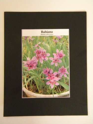 Matted Print - 8x10 - Flower - Babiana