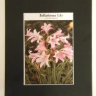 Matted Print - 8x10 - Flower – Belladonna Lily