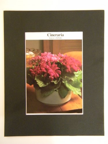 Matted Print - 8x10 - Flower â�� Cineraria