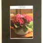 Matted Print - 8x10 - Flower – Cineraria