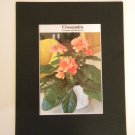 Matted Print - 8x10 - Flower – Crossandra