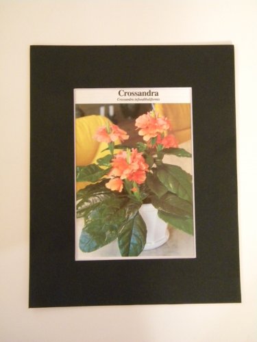 Matted Print - 8x10 - Flower â�� Crossandra