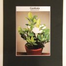 Matted Print - 8x10 - Flower – Gardenia