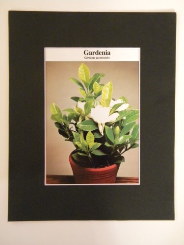 Matted Print - 8x10 - Flower â�� Gardenia