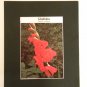 Matted Print - 8x10 - Flower – Gladiolus