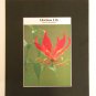 Matted Print - 8x10 - Flower – Gloriosa Lily
