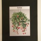 Matted Print - 8x10 - Flower – Fuchsia