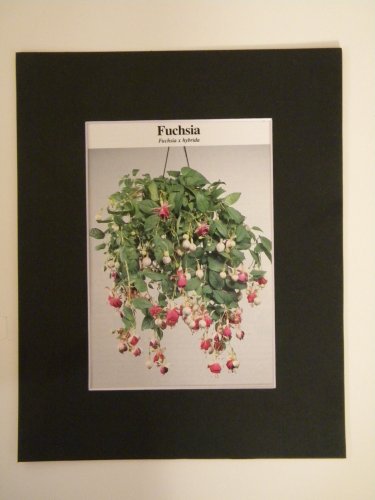 Matted Print - 8x10 - Flower â�� Fuchsia