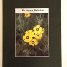 Matted Print - 8x10 - Flower – Portuguese Halimium