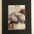 Matted Print - 8x10 - Flower – Hydrangea