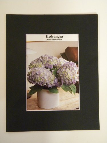 Matted Print - 8x10 - Flower â�� Hydrangea