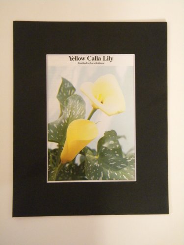 Matted Print - 8x10 - Flower â�� Calla Lily