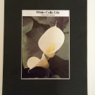 Matted Print - 8x10 - Flower – Calla Lily