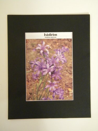 Matted Print - 8x10 - Flower â�� Ixiolirion