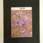 Matted Print - 8x10 - Flower – Ixiolirion