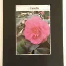 Matted Print - 8x10 - Flower – Camellia
