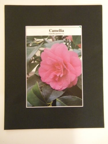 Matted Print - 8x10 - Flower â�� Camellia