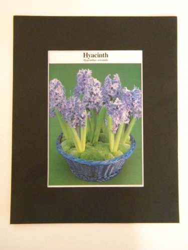 Matted Print - 8x10 - Flower â�� Hyacinth