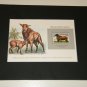 Matted Print and Stamp - Barbados Black- bellied Sheep - World Wildlife Fund