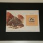 Matted Print and Stamp - Aardvark - World Wildlife Fund