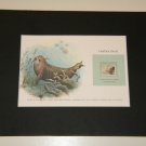 Matted Print and Stamp - Harbor Seal  - World Wildlife Fund