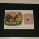 Matted Print and Stamp - Brown Bear - World Wildlife Fund