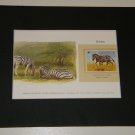 Matted Print and Stamp - Zebra - World Wildlife Fund