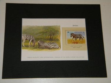 Matted Print and Stamp - Zebra - World Wildlife Fund