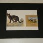 Matted Print and Stamp - Wild Cat - World Wildlife Fund