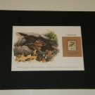 Matted Print and Stamp - Chipmunk - World Wildlife Fund