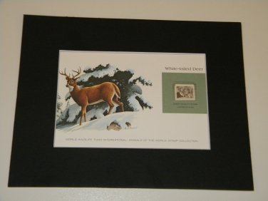 Matted Print and Stamp - White- Tailed Deer - World Wildlife Fund