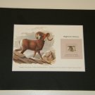 Matted Print and Stamp - Bighorn Sheep - World Wildlife Fund