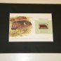 Matted Print and Stamp - Hippopotamus - World Wildlife Fund