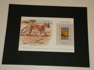 Matted Print and Stamp - Felis Caracal - World Wildlife Fund